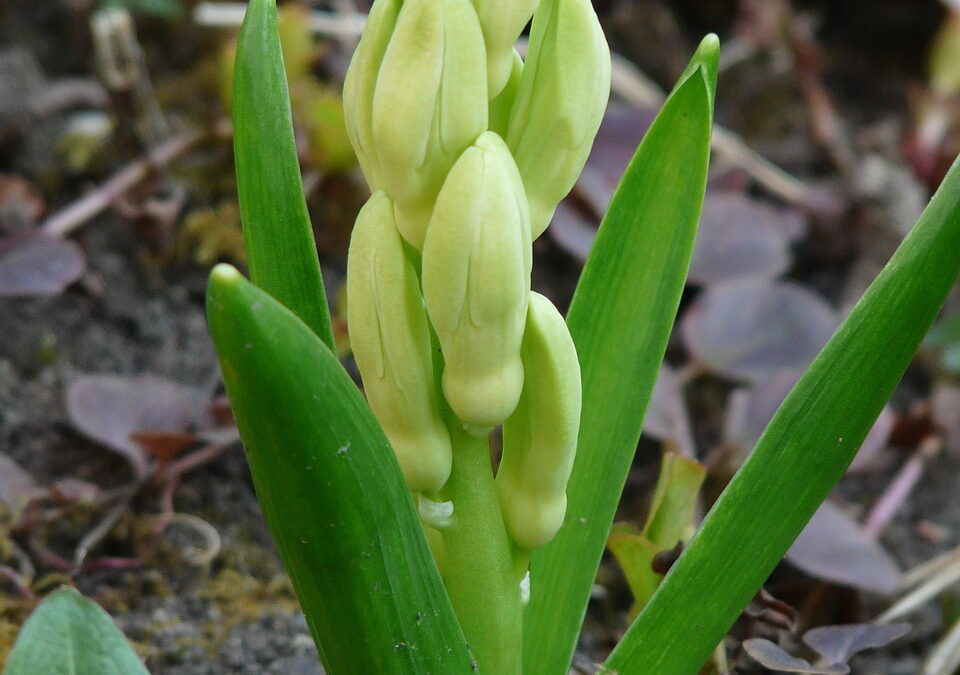 Idéias para presentear as mães: flores em bulbos  Jacinto holândes e Amarilis