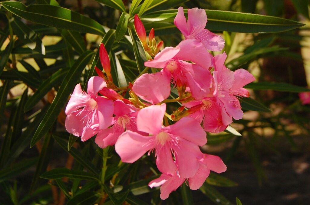 nerium-oleander- Espirradeira