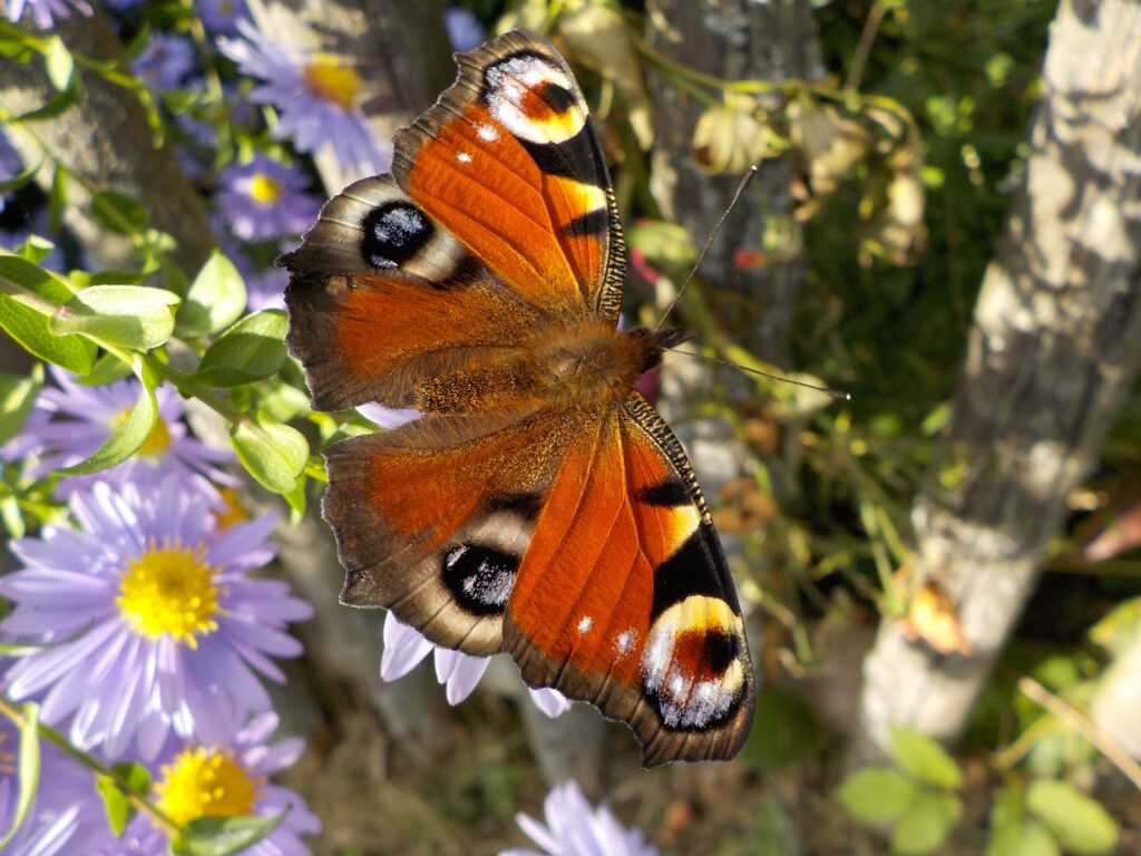 peacock-butterfly-484423_1280