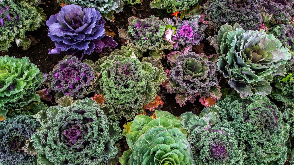 varieties-of-kale-1167557_1280