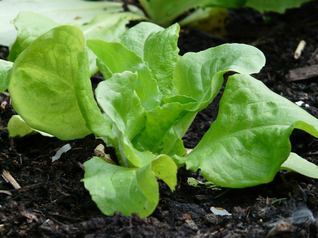 lettuce-54132_1280