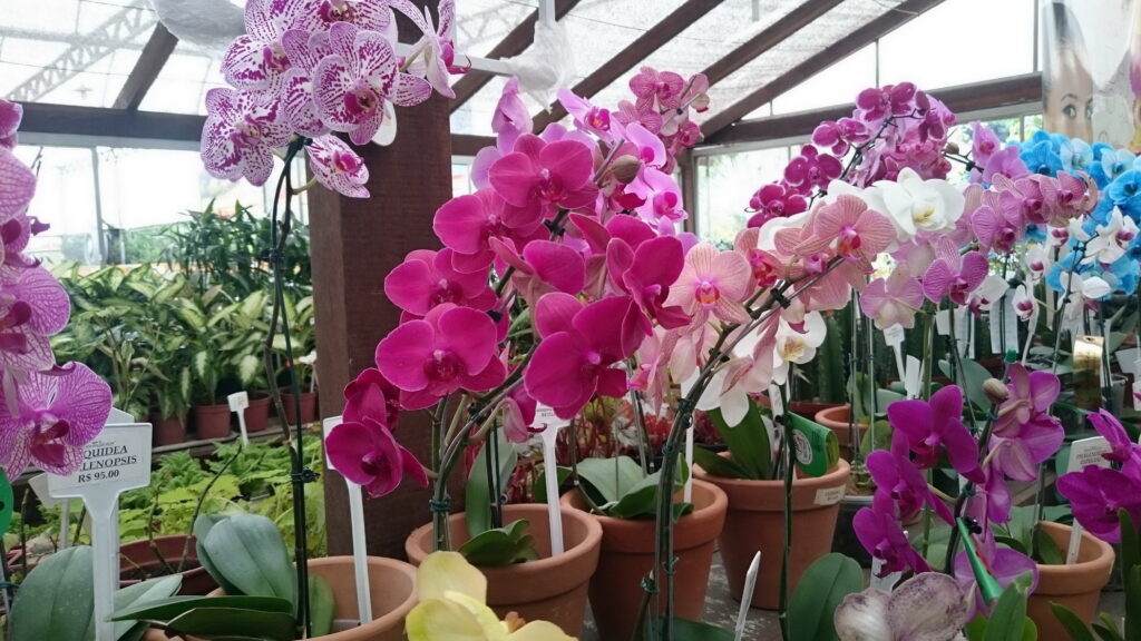 Orquídeas phaleonopsis  foto: Helena Schanzer