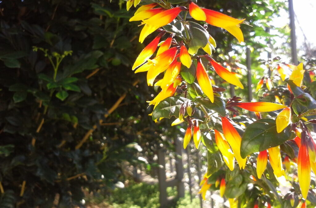 Farroupilha é o nome de uma planta nativa