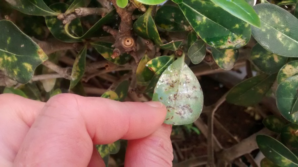 Dicas para combater pragas das plantas com produtos que não causam danos ambientais