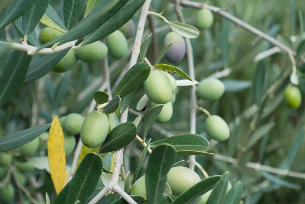 oliveira com frutos verdes