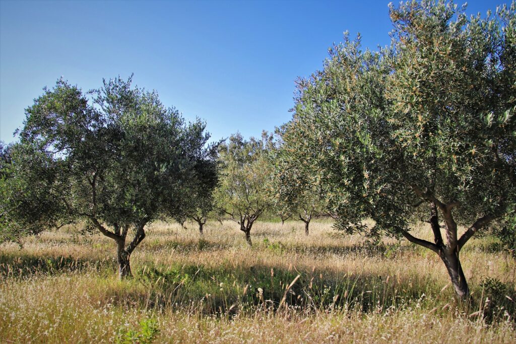 árvore oliveira antiga