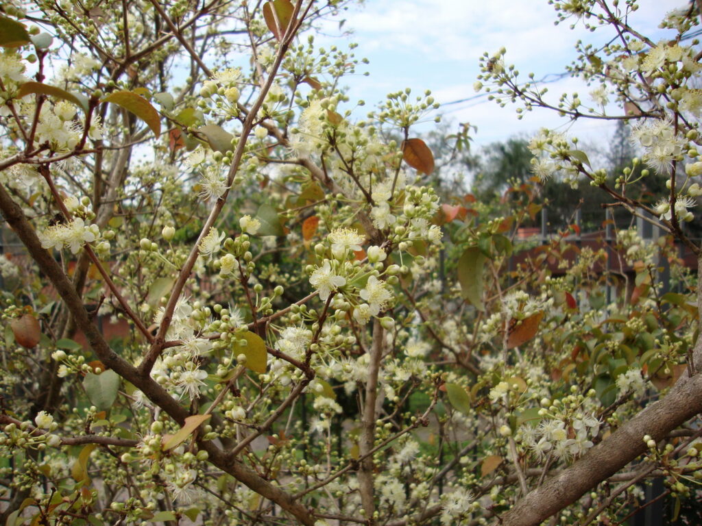Eugenia uniflora floração