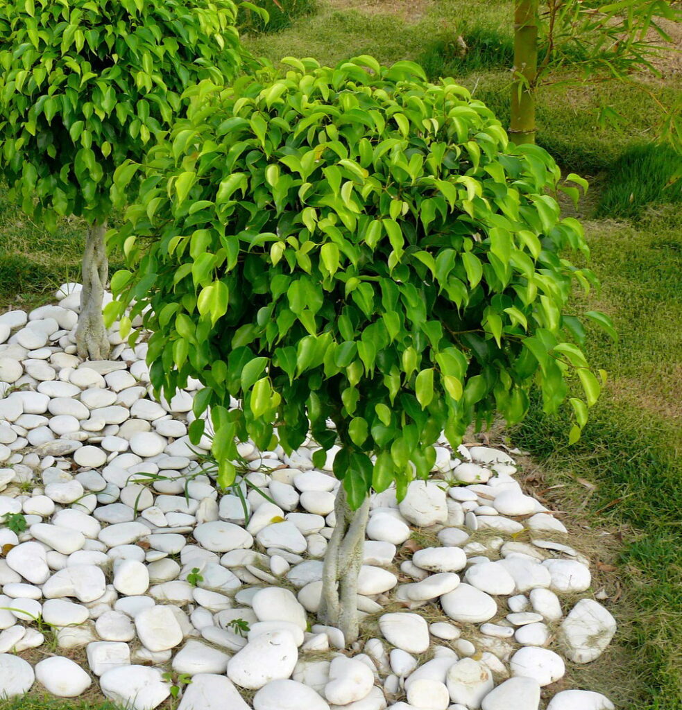 Ficus benjamina folha cor verde
