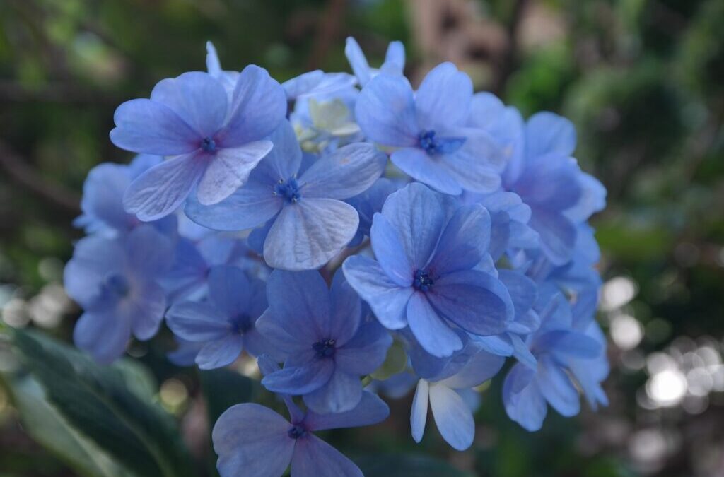 Novembro azul: veja flores azuis para o jardim