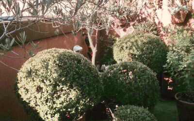 Faça você mesmo seu jardim na cobertura