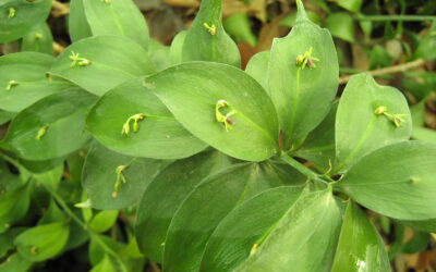 Conhece a planta que a flor nasce no meio da “folha”?