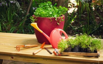 Jardim em vasos: que tipo de vaso ou floreira é melhor para plantar?