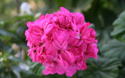 Quer ter  flores sempre em vasos e no jardim? Cultive gerânios