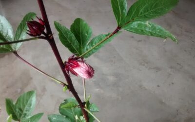 Plantando sementes de flores em vasos