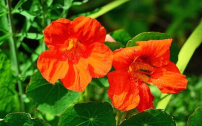 Sabia que existem flores que são comestíveis e saborosas?