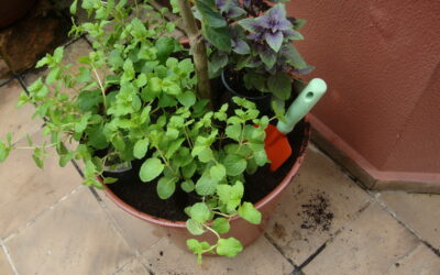 Cultive frutíferas e temperos em vaso: dicas para plantio de limoeiro, hortelã e manjericão