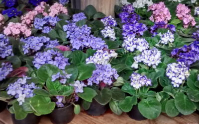 Flores são uma ótima dica de presente para o dia das mães