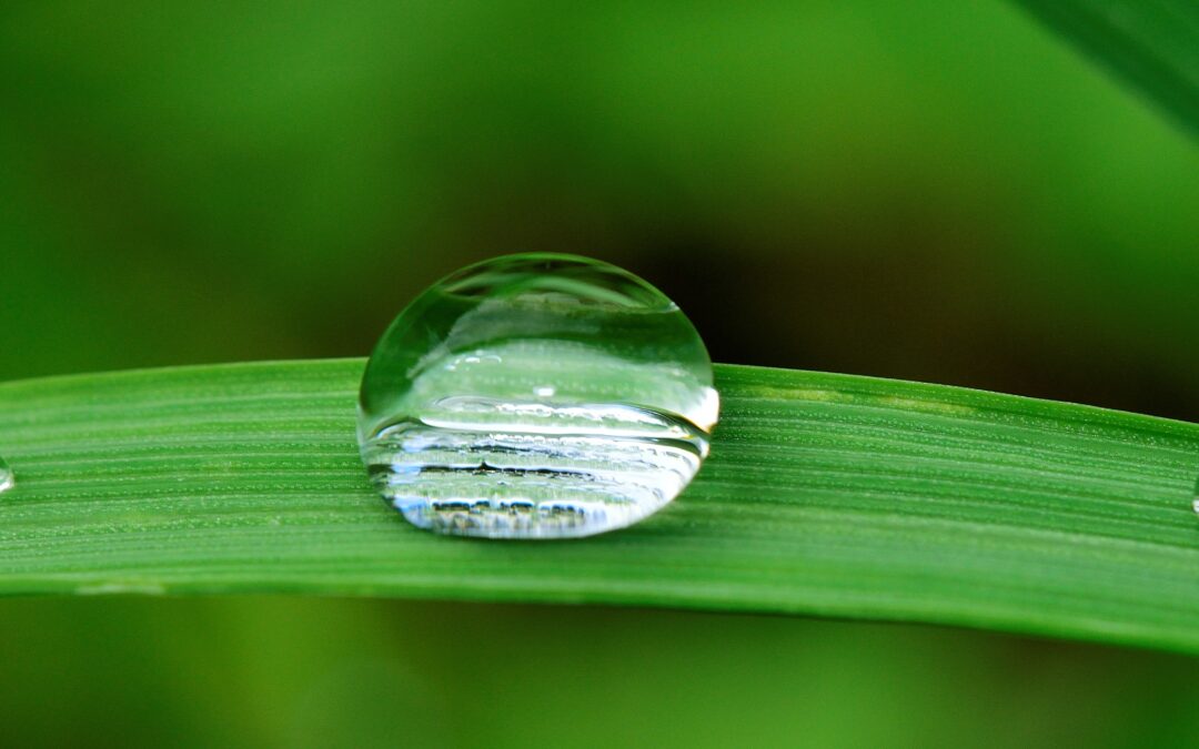 Saiba porque a falta e o excesso de água ocasionam problemas nas plantas