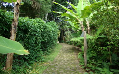 Praia do Rosa, em SC: plantas tropicais nas ruas e jardins