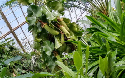 Faça um passeio pelo conservatório das flores em São Francisco, Califórnia