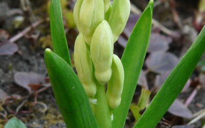 Idéias para presentear as mães: flores em bulbos  Jacinto holândes e Amarilis