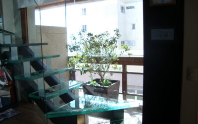 Saiba como plantar árvores frutíferas na sacada de apartamento