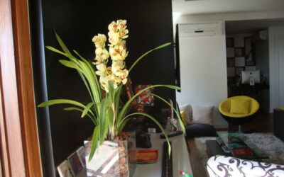 Veja vasos com plantas que decoram e humanizam os ambientes internos