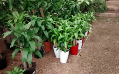 Dica de planta para cultivar dentro de casa: Dracaena fragans -pau d’água