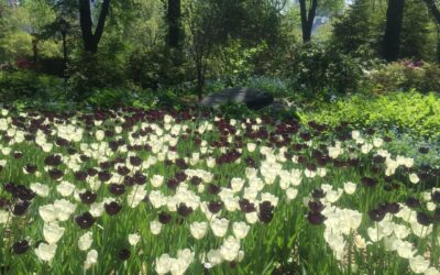 É primavera no Central Parque em Nova Iorque