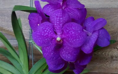 Orquídea aérea: presenteie com flores no dia das mães