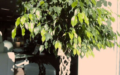 Cuidado com árvores que entopem canos como o Ficus benjamina!