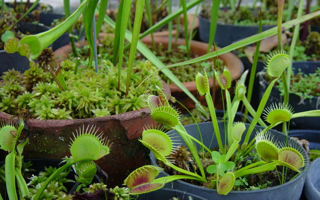 José Lutzenberger foi um ecologista pioneiro e apaixonado por plantas carnívoras