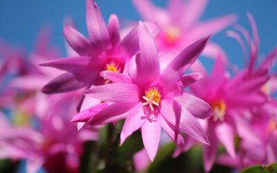 Sem tempo para cuidar das plantas? Suculentas são ótimas opções de plantas por serem simples de cultivar e resistentes