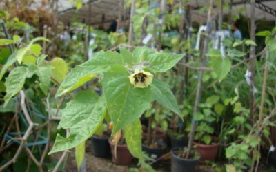 Conheça a planta Fisális, muito fácil de cultivar e com fruto saboroso