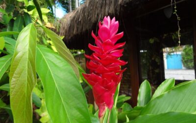 Aprenda a cultivar e fazer mudas da Alpinea vermelha, uma folhagem tropical para o jardim