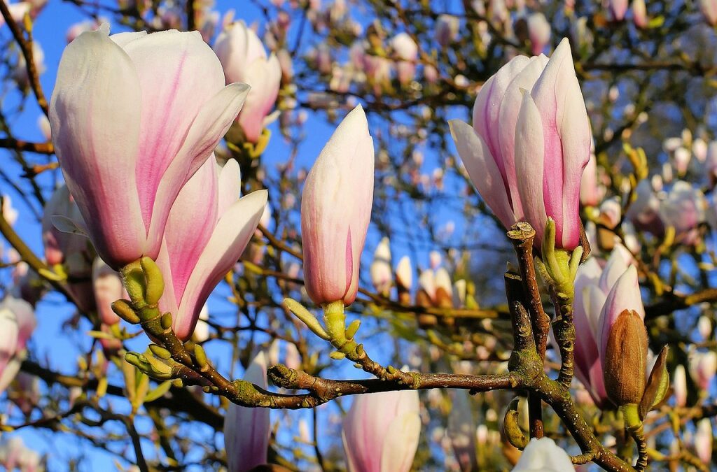 Flores do frio: as magnólias colorem o inverno de cor-de-rosa | Helena  Schanzer