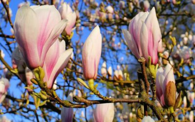 Flores do frio: as magnólias colorem o inverno de cor-de-rosa