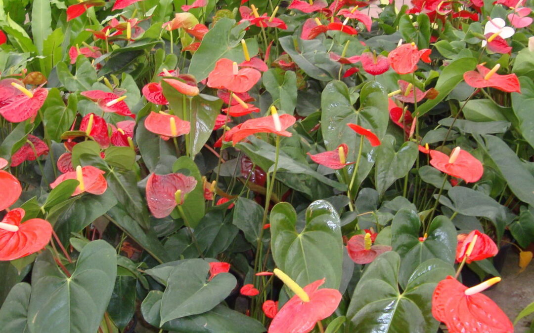 Plantas para cultivar dentro de casa: antúrio vermelho, flor vibrante e  durável | Helena Schanzer