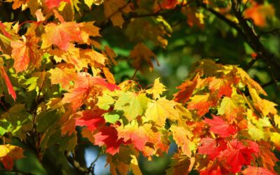 No frio é ótimo plantar porque a vegetação esta “hibernando”