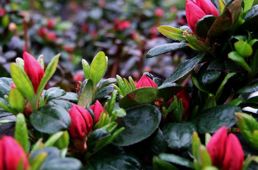 5 dicas para turbinar as plantas do jardim