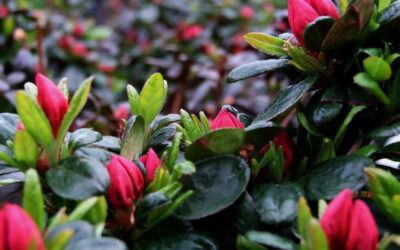 5 dicas para turbinar as plantas do jardim