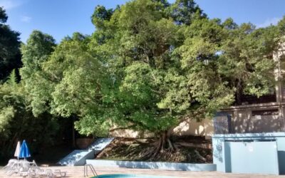 Sabia que as figueiras nativas do sul são proibidas de cortar pela legislação?