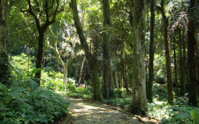 Bem estar: porque o contato com a natureza e com as plantas é tão relaxante e revigorante?