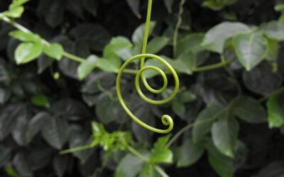 Saúde com suco de maracujá: uma planta com fruto delicioso, flores lindas e fácil de cultivar