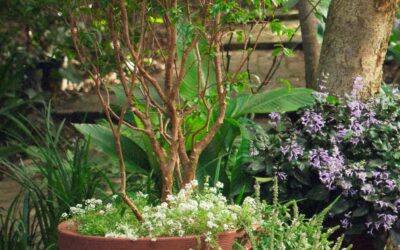 Sabia que é possível cultivar uma árvore jaboticabeira em vaso?