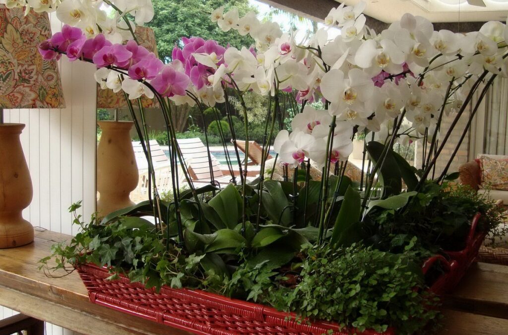 Dia das mães:  presenteando com Orquídea , flores para uma flor