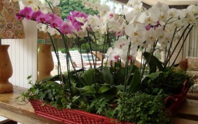 Dia das mães:  presenteando com Orquídea , flores para uma flor