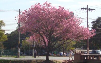 Conheça a árvore com flores rosas que anuncia a primavera antecipada