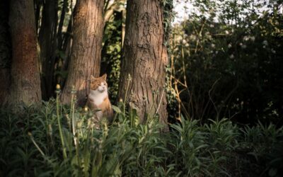 Gato é o pet perfeito para o jardim