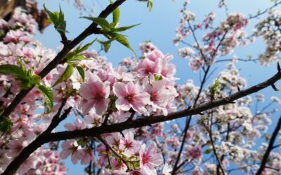 Conheça um jardim japonês com casa de chá em São Francisco, na Califórnia